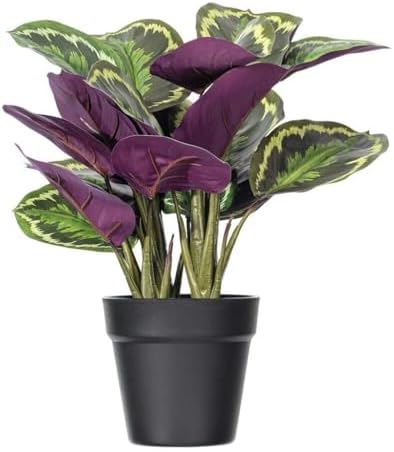 Vickerman 16 Calathea Veitchiana Artificial Bush