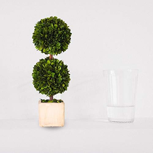 Real Preserved Boxwood Topiary Globe Tree in Terracotta Planter 12 Inches High