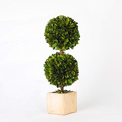 Real Preserved Boxwood Topiary Globe Tree in Terracotta Planter 12 Inches High
