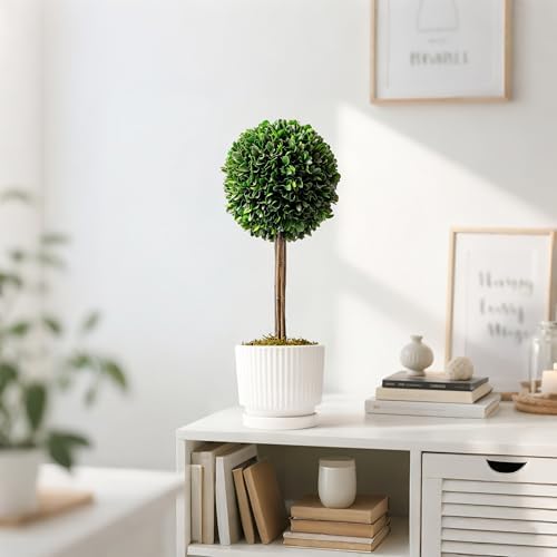 Preserved Boxwood Plant 20 White Ceramic Topiary Ball