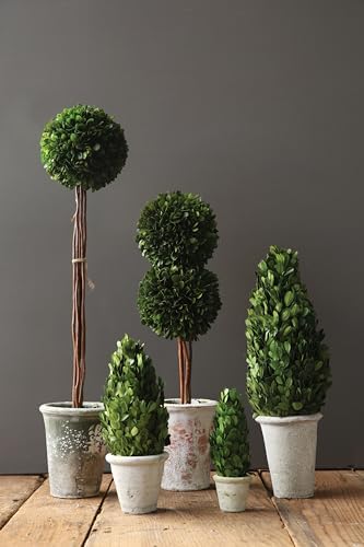 Creative Co Op Boxwood Topiary in Clay Pot