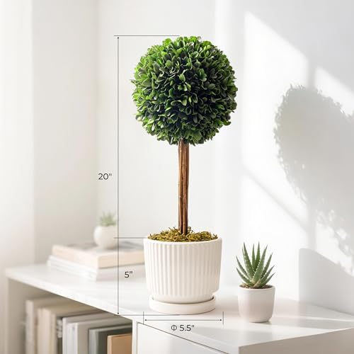 Preserved Boxwood Plant 20 White Ceramic Topiary Ball