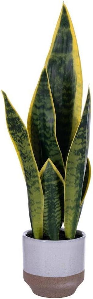 Vickerman 205 Inch Green Yellow Snake Plant Artificial Bush