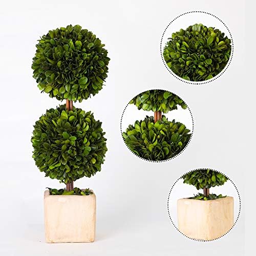 Real Preserved Boxwood Topiary Globe Tree in Terracotta Planter 12 Inches High