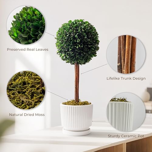 Preserved Boxwood Plant 20 White Ceramic Topiary Ball