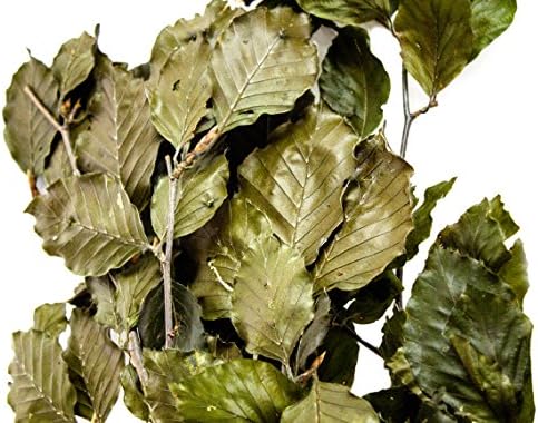 SuperMoss 12020 Dried Beech Flowers 35oz
