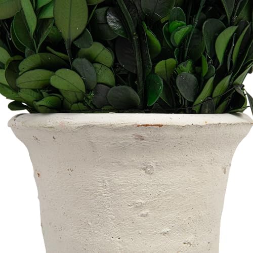 Creative Co Op Boxwood Topiary in Clay Pot