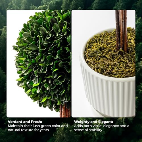 Preserved Boxwood Plant 20 White Ceramic Topiary Ball