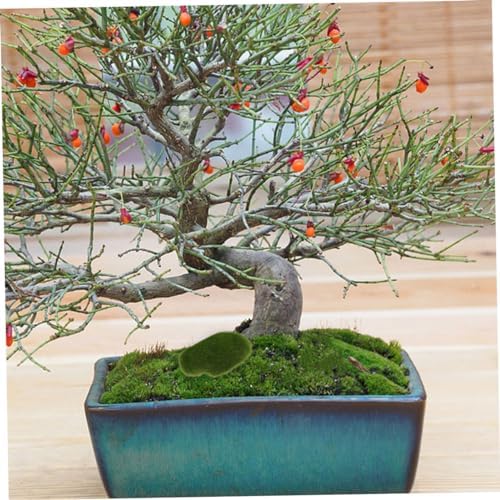 12Pcs Artificial Moss Rocks for DIY Micro Landscape Decor