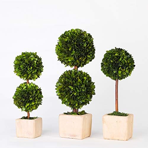 Real Preserved Boxwood Topiary Globe Tree in Terracotta Planter 12 Inches High