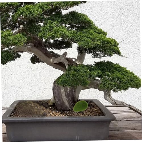 12Pcs Artificial Moss Rocks for DIY Micro Landscape Decor