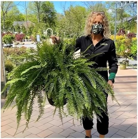 UV Resistant Lifelike Artificial Boston Fern Set of 2