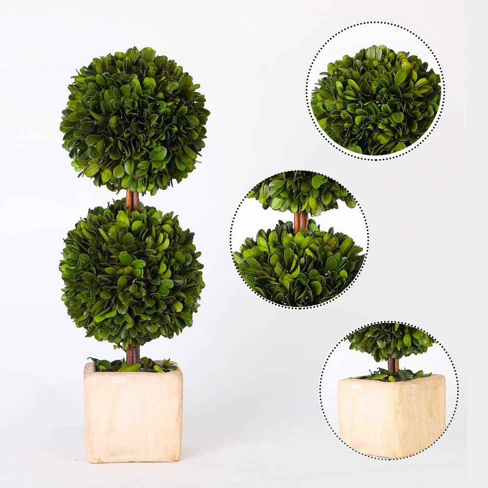 Real Preserved Boxwood Topiary Globe Tree in Terracotta Planter 12 Inches High