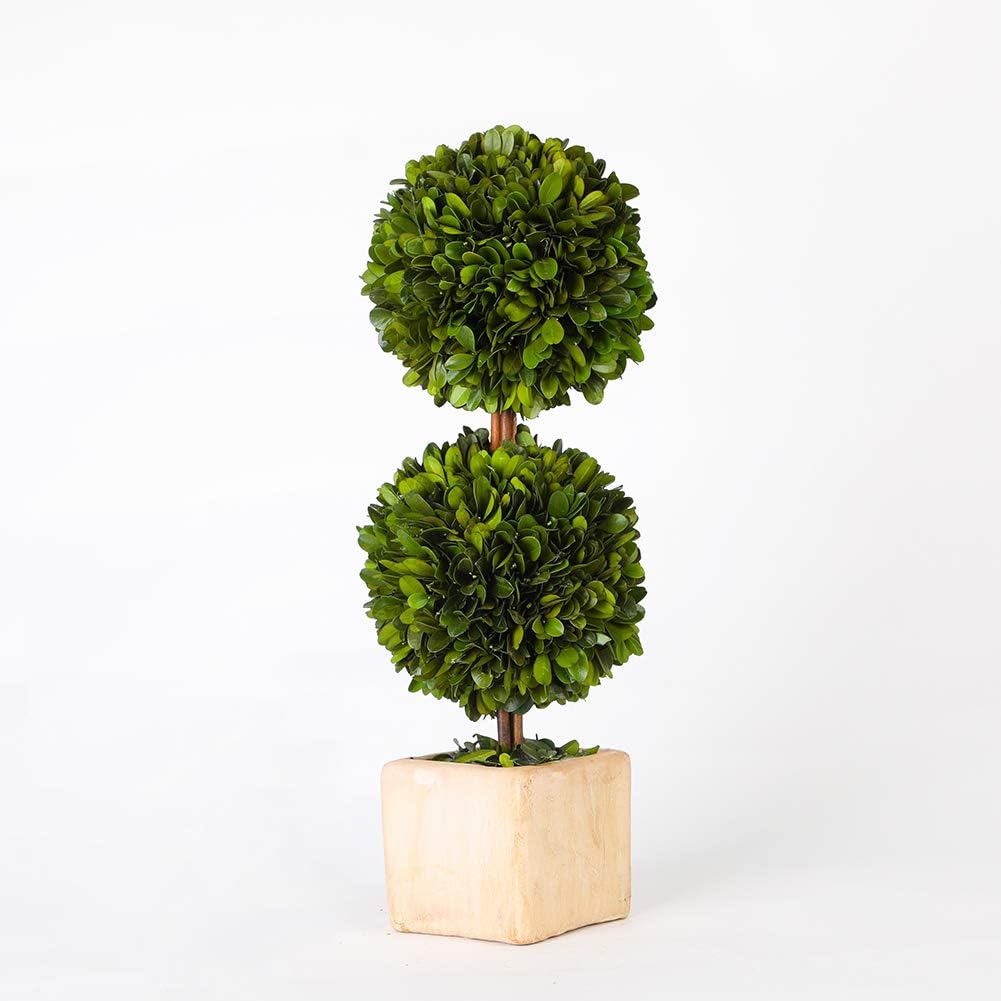 Real Preserved Boxwood Topiary Globe Tree in Terracotta Planter 12 Inches High