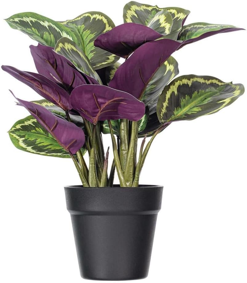Vickerman 16 Calathea Veitchiana Artificial Bush