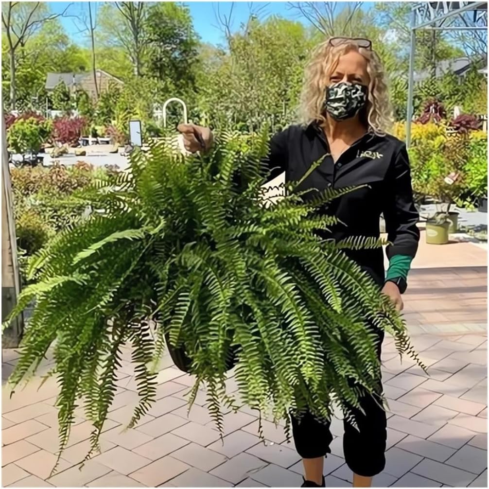 UV Resistant Lifelike Artificial Boston Fern Set of 2