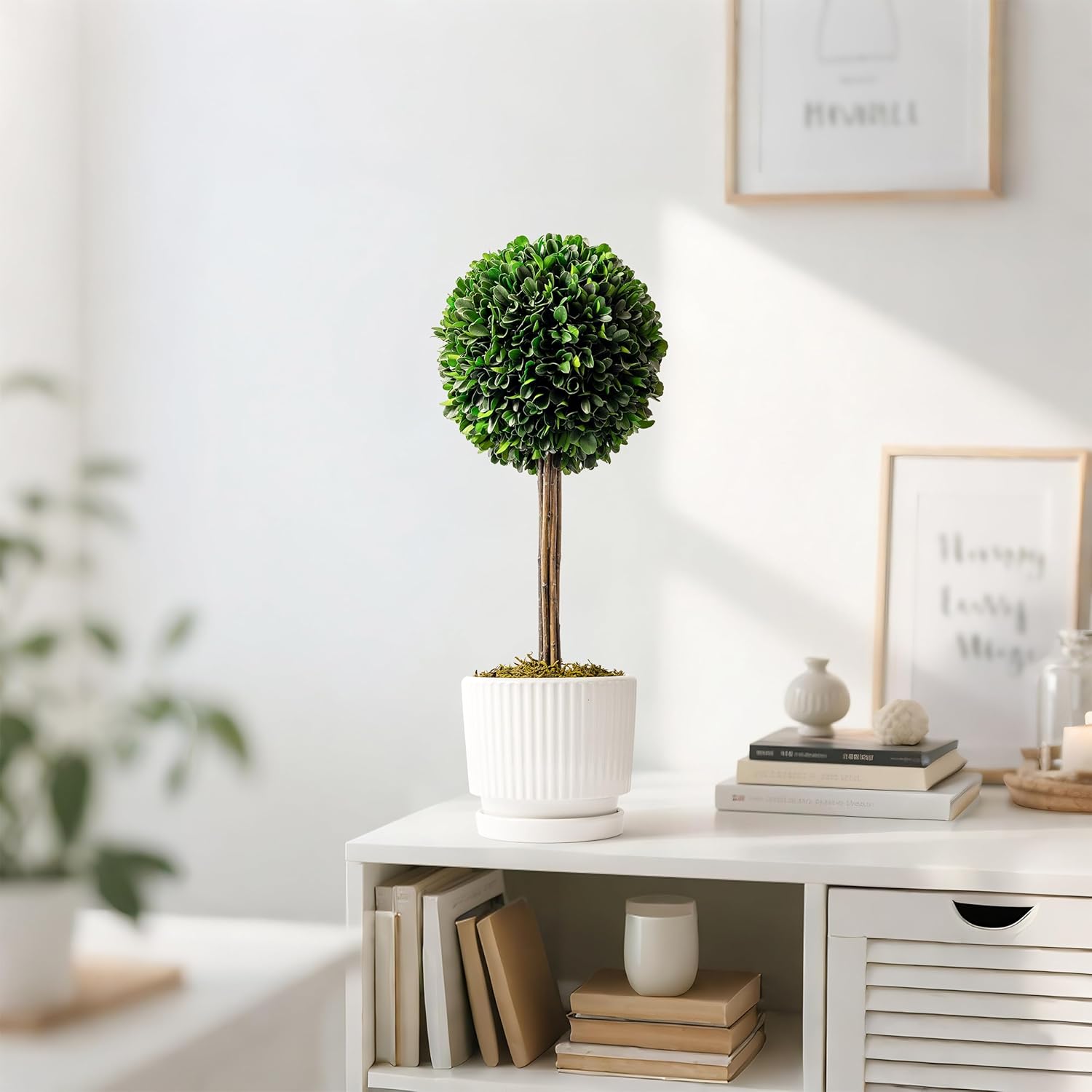 Preserved Boxwood Plant 20 White Ceramic Topiary Ball