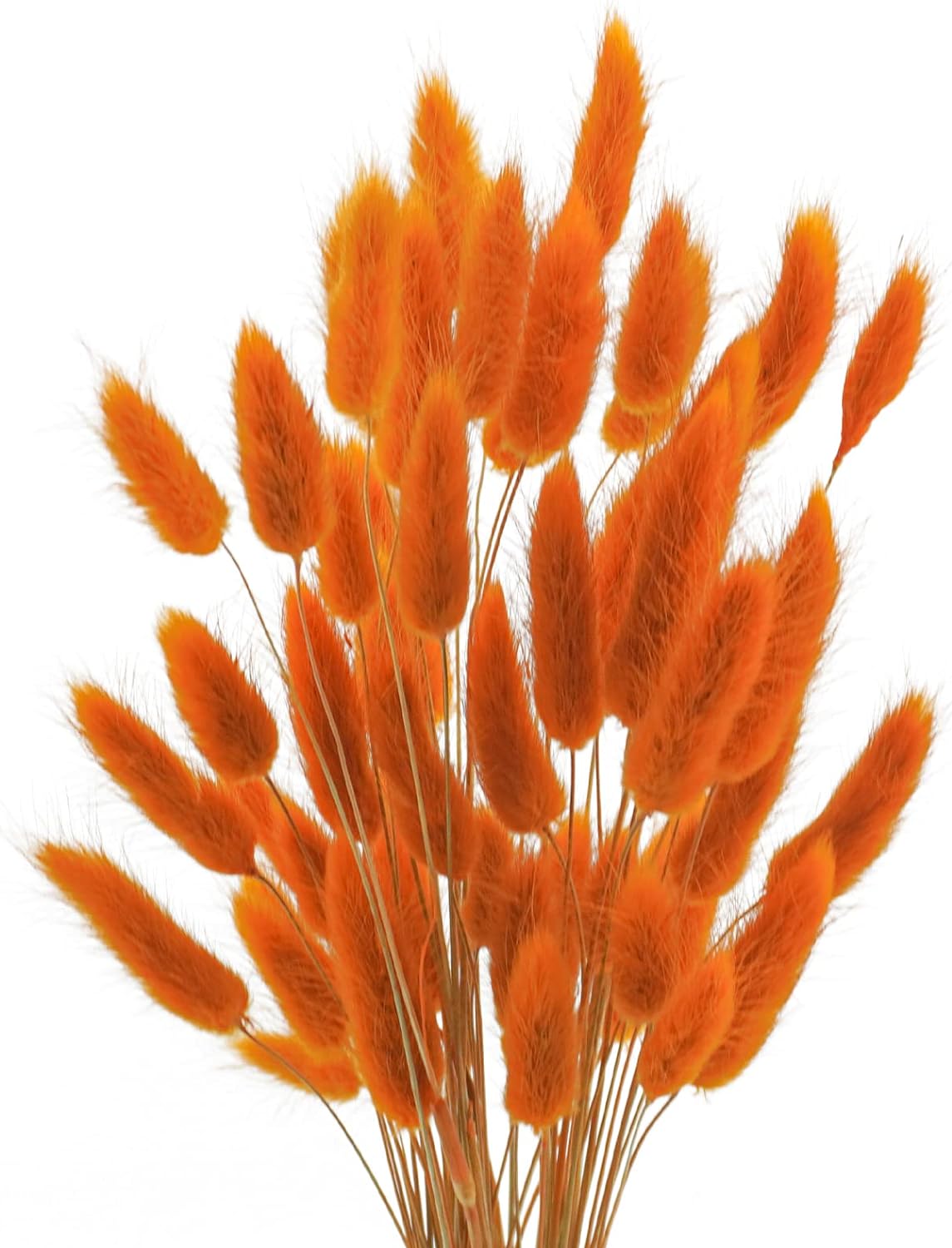Uieke 17 Natural Bunny Tails Dried Flowers Orange 50 Pcs
