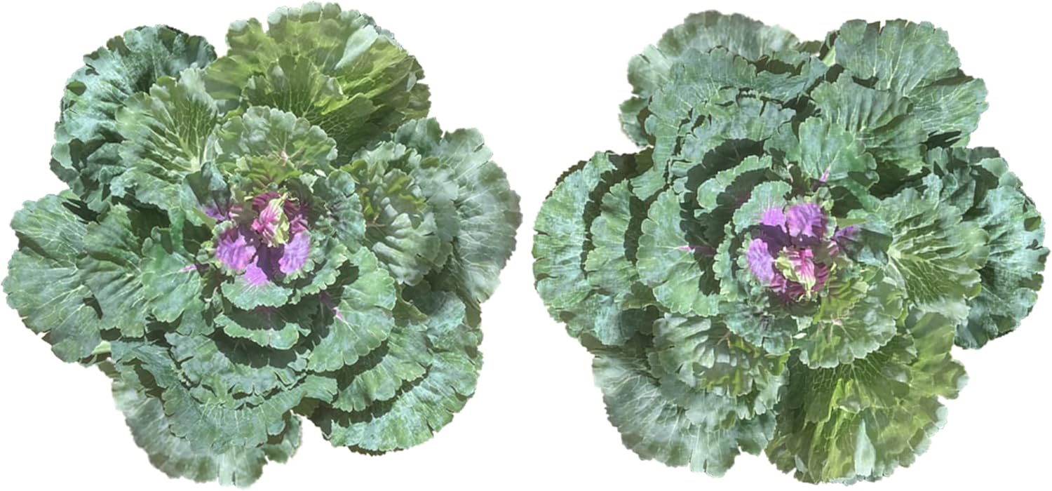 Admired By Nature Artificial Cabbage Plant Set 2 Pc Green