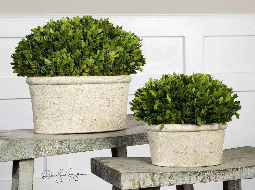 Uttermost 60107 Oval Domes Preserved Boxwood Set of 2