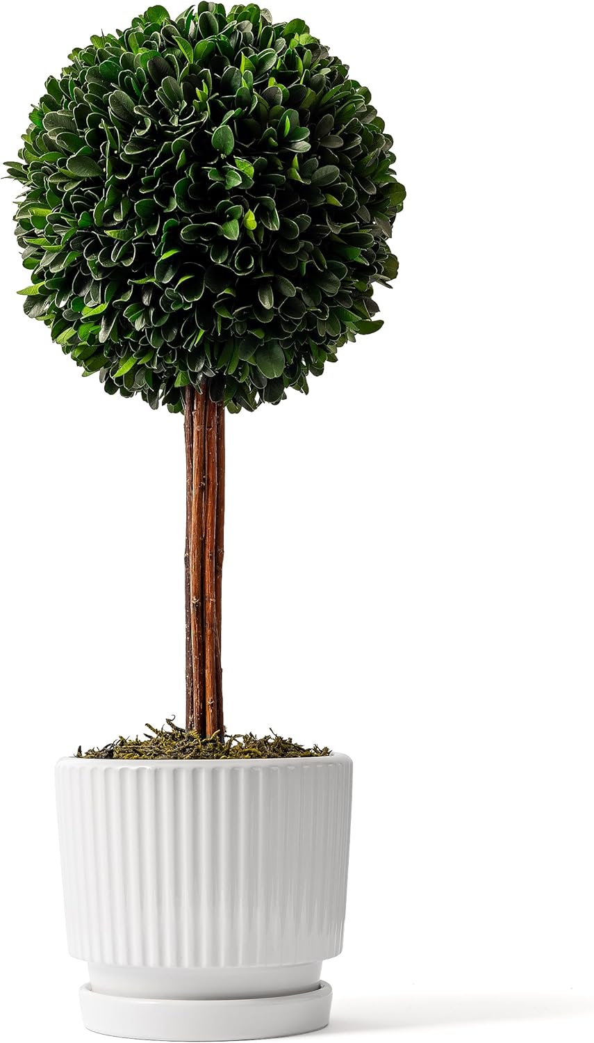 Preserved Boxwood Plant 20 White Ceramic Topiary Ball