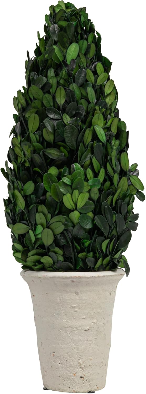 Creative Co Op Boxwood Topiary in Clay Pot