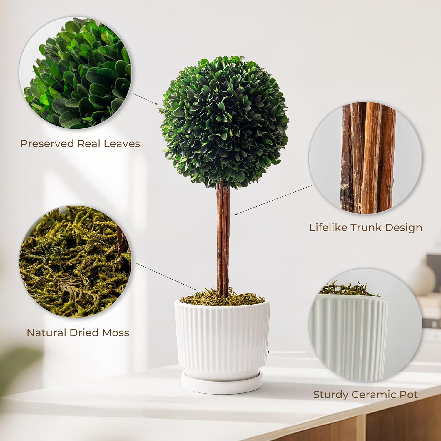 Preserved Boxwood Plant 20 White Ceramic Topiary Ball