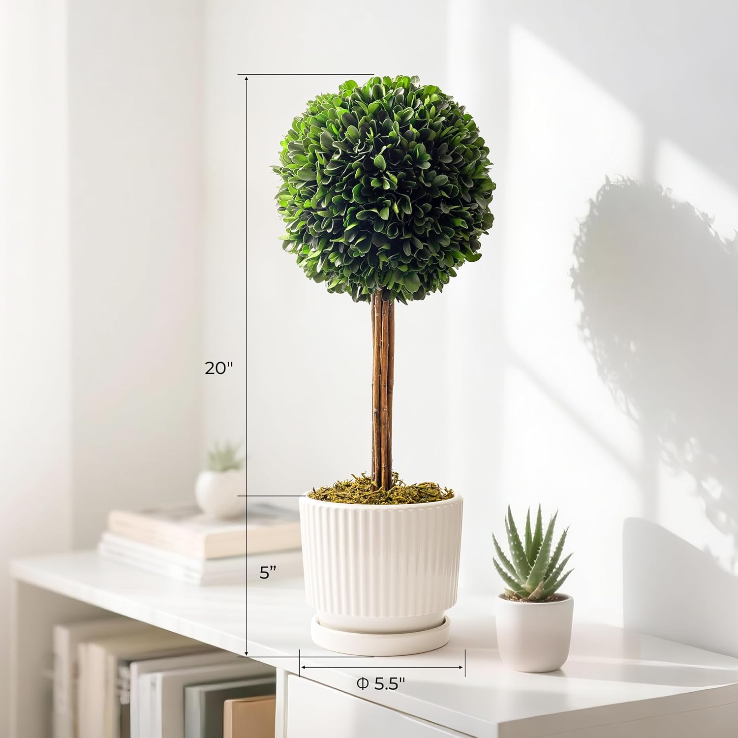 Preserved Boxwood Plant 20 White Ceramic Topiary Ball