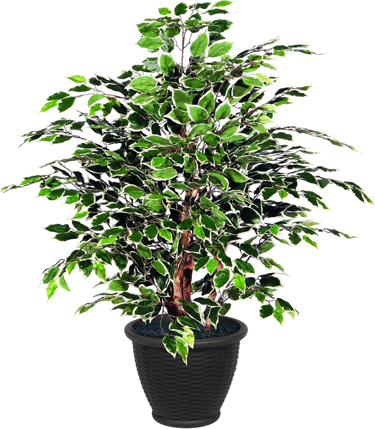 Vickerman 4 Foot Artificial Variegated Ficus Bush with Decorative Container
