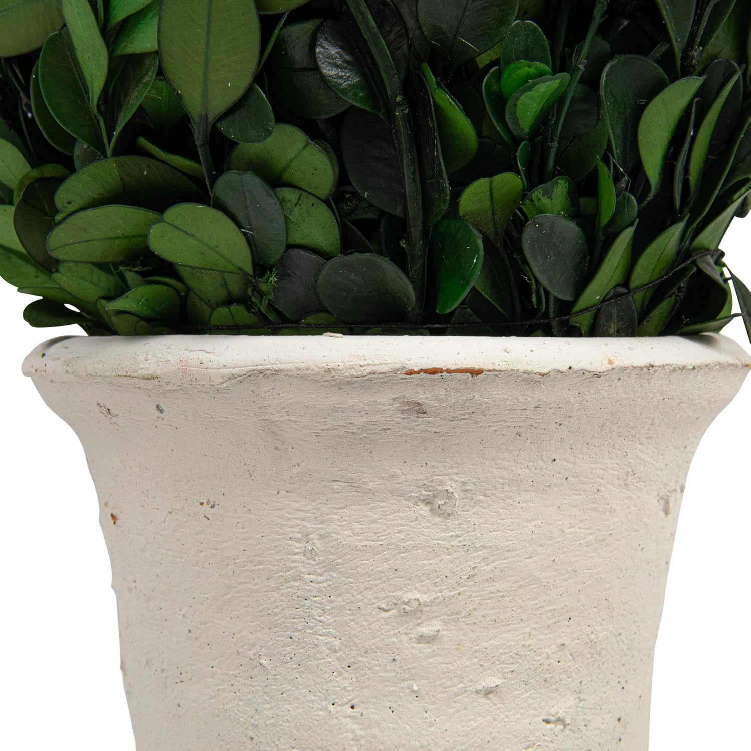 Creative Co Op Boxwood Topiary in Clay Pot