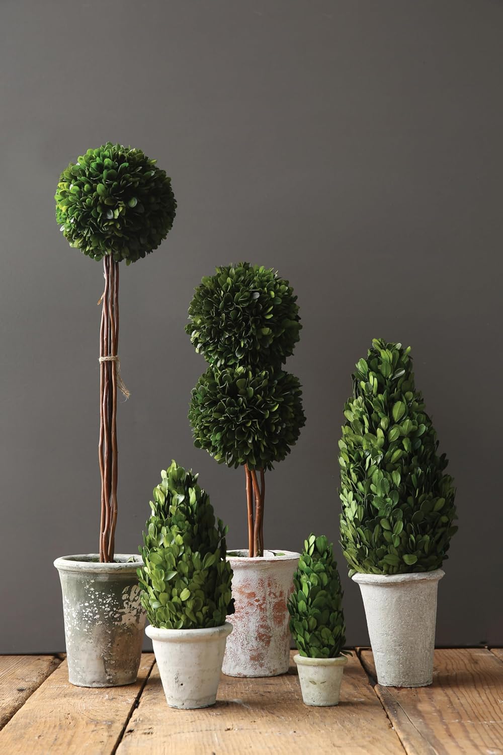 Creative Co Op Boxwood Topiary in Clay Pot