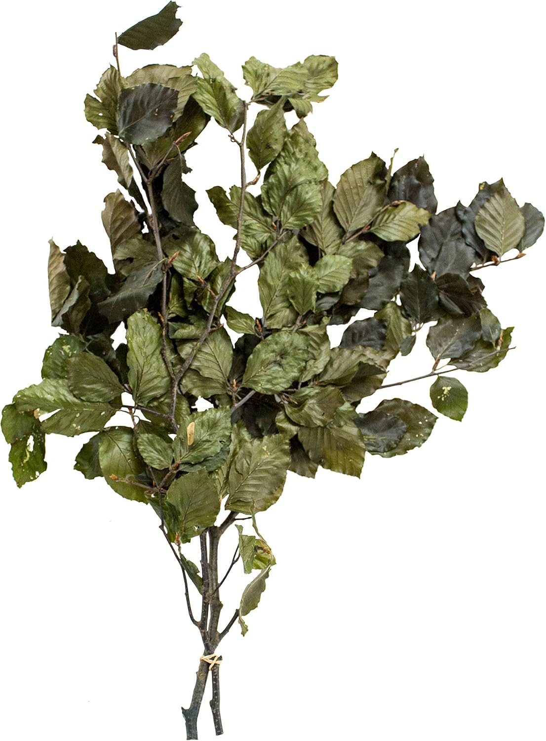 SuperMoss 12020 Dried Beech Flowers 35oz