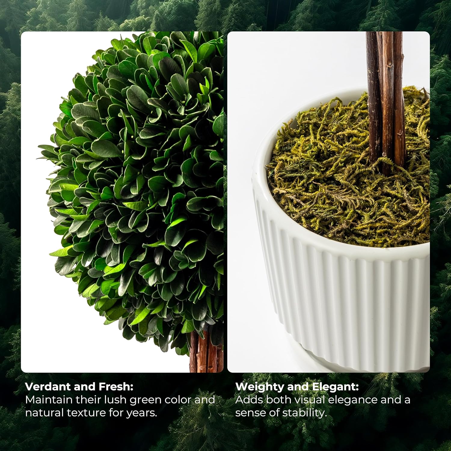 Preserved Boxwood Plant 20 White Ceramic Topiary Ball